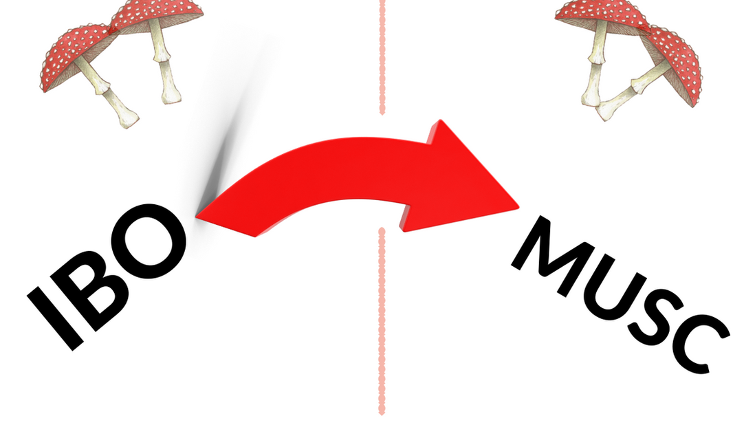 Using Ibotenic AND Muscimol